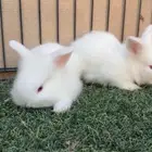 ارانب الانقورا