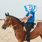 فرس عربية اصلية للبيع
