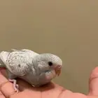 فرخ بادجي