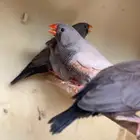 زبيرا شاركول