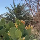 مطلوب مزراع مصري