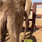 بكره لبانيه شراكه ارباع واثمان