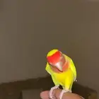 ببغا روز للبيع اليف ونشبه