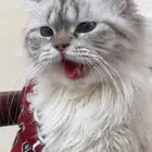 قط لتبني طالب تزاوج
