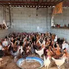 صوص بلدي فاخرر