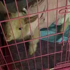 تيس عنده تقزم عمره شهرين حدي فيه 2500