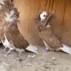 زوج جاكوبين