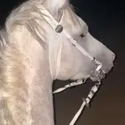 حصان شعبي