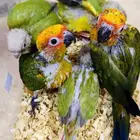 فروخ كنيور أناناس - صن كنيور نهاية غر