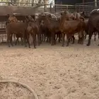 ماعز محايلية دهم وفحل كلهاري صنف