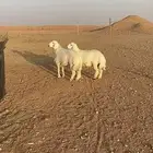 خروفين فل شحم