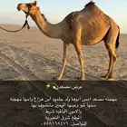 مهجنه صعود