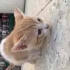 قطط للتبني