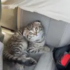 قط سكوتش انثى للبيع