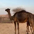 خلفه ثنيه بكر