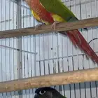 زوج كنيور منتج