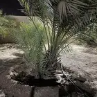 نخل عربي بالمزاحمية