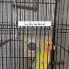 احتاج روز أنثى