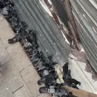 للبيع حمام دح قوي شرط الصحة ونشاط العدد تقريبا 300 جوز