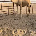 ناقه للبيع ذلول لقحه على راهي العقده