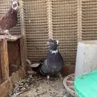 حمام قنادي