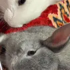 ارانب مستوردة هولندية