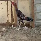 ديك شامو تم البيع تم البيع