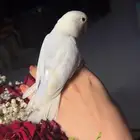 للبيع ببغاء الروز الأليف