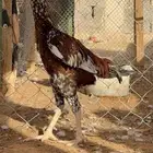ديك باكستاني سندي ماكنتوش