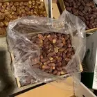 تمور بأنواعها