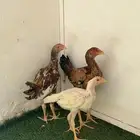دجاج مهجن بكستاني وهندي