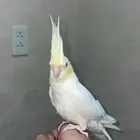 كروان لا تينو اعيون حمره توه مفطوم تربيه هدد داخلي انسام350