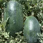 حبحب أسود من أفضل الحبحب