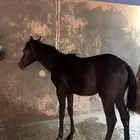 مهره شعبيه للبيع