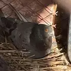 حمام مشكل منتج كامل العدد الزوج4 ازوج ( تم البيع)