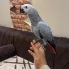 فرخ كاسكو بطل .