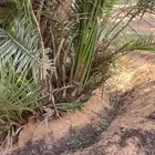 فراخة نخل نوايع