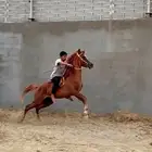 حصان شعبي