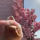 دمية لابوبو جملة