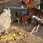 دجاج لبيع كفو الصحه شرط لايجي الا الصامل