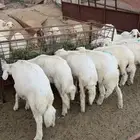 خرفان ورخال ذبايح