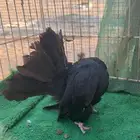 اناثي رقاص هولندي فناتيل