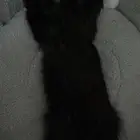 قطو تبني