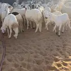 بهم سواكن