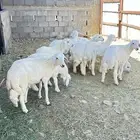 بهم طليان رخال