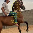 حصان