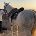 تدريب ركوب الخيل