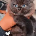 شيرازي وهاملايا