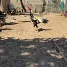 ديك باكستاني