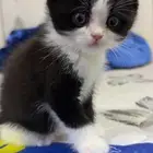 كيتن